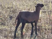 Қой, Cameroon sheep — 2-сурет