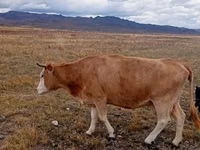 Krowa, Latvian Blue cattle — zdjęcie 1