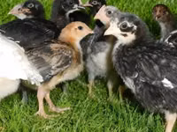 Chickens — foto 2