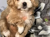 Məhsul: Toy pudel balaları Xüsusiyyətlər: - Cins: Toy Poodle (oyuncaq — photo 5