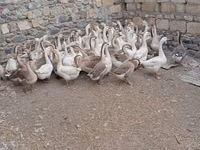 Geese — 2-rasm