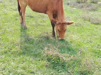 Cow, Cattle — photo 1