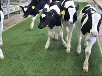 أبقار (دفعة، الجنس غير محدد), Russian Black pied cattle — الصورة 5