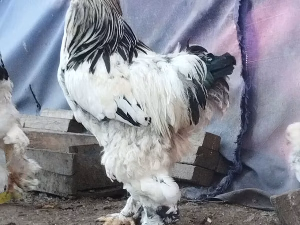 Брама
