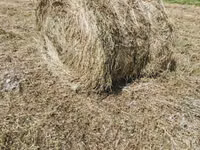 Сено луговое разнотравье в рулонах по 350 кг. Опт и розница — Foto 2