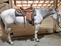 Horse (M), Quarter Horse — photo 2