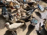 Ducks — photo 1