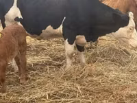 Vache, Vache limousine — photo 1