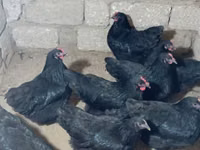 Australorp — foto 6