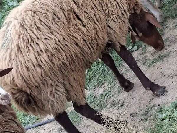 公羊, Sheep