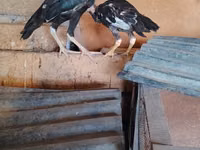 Guinea fowl — photo 4