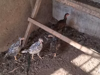 Chickens — foto 3