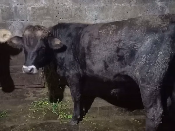 Taureau, Aberdeen-Angus