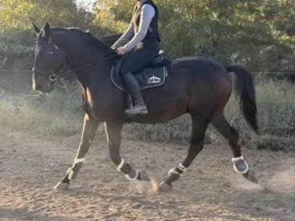 घोड़ा, Nonius horse