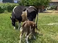Krava, Russian Black pied cattle — foto 2