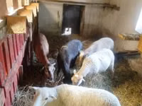 Owca, Cameroon sheep — zdjęcie 2