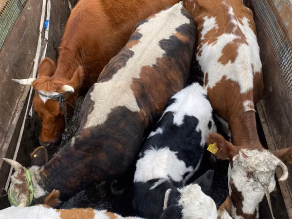 Cow, Cattle