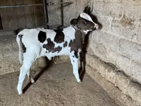 Vaca, Russian Black pied cattle — foto 1