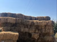 Խոտի տուկ խոտ խոտ — zdjęcie 1