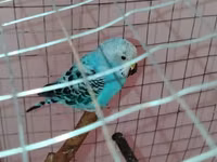 Məhsul: Dalmatin naxışlı mavi-bulat rəngli dalğa papuqayı (budgerigar) — foto 3