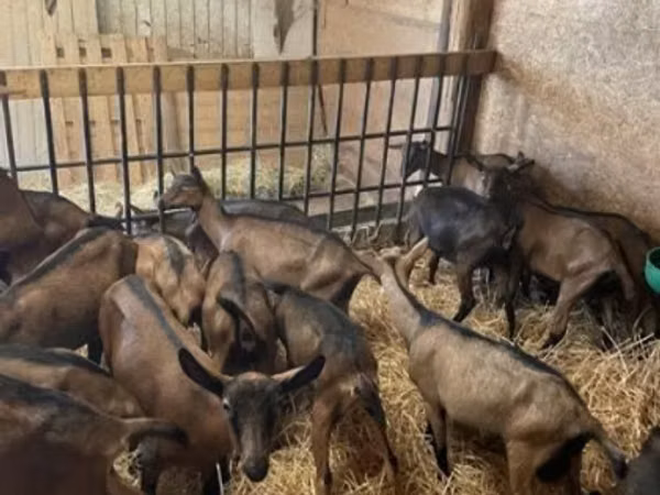 பெண் வெள்ளாடு, Alpine goat