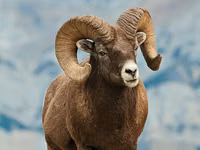 Baran, Gorkov sheep — zdjęcie 1