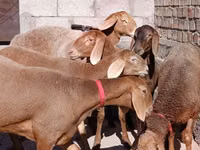 ცხვარი, Edilbay sheep — ფოტო 4