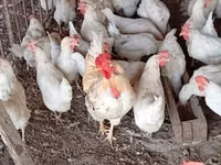 Chickens — الصورة 2