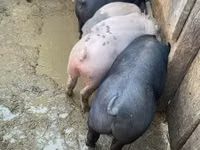 Boar — photo 3