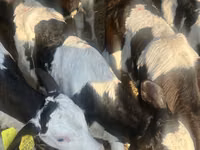 Rinder (Partie, Geschlecht nicht angegeben), Russian Black pied cattle — Foto 2