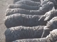 Koç, Hissar sheep — foto 2