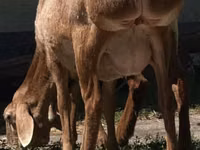 Owca, Afghan Arabi sheep — zdjęcie 2