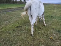 Cheval, Chevaux — photo 2