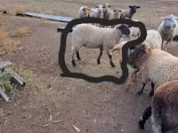 Carneiro, White Suffolk sheep — foto 2