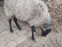 Owca, Romanov sheep — zdjęcie 1