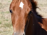 Kobyła, Quarter Horse — zdjęcie 3
