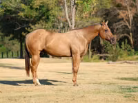 雄馬, Quarter Horse — 写真 3