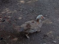 Ducks — foto 3