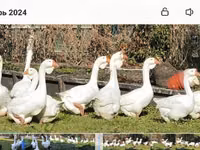 Geese — foto 5