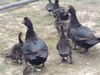 Ducks — الصورة 4