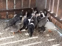 Guinea fowl — zdjęcie 3