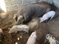 मादा सूअर — फ़ोटो 4