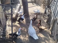 Ducks — foto 3