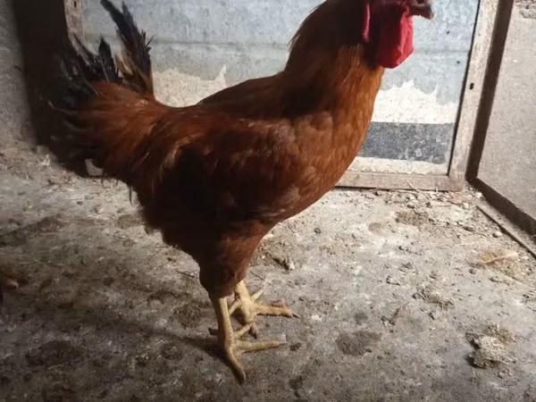 Chickens