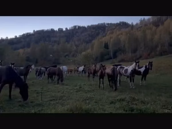 Madyan, New Altai Horse
