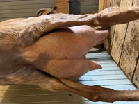 Goat, Saanen goat — photo 1