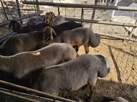 Baran, Owce — zdjęcie 1