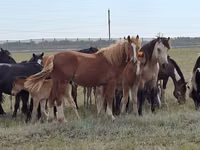 Cavalo, Cavalos — foto 7