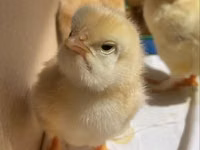 Chickens — ფოტო 3