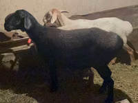 نعجة, Arashan sheep — الصورة 3